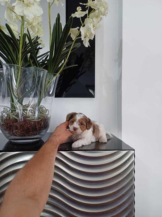 Yorkshire Terrier  Miniatura " MACHO WHITE & CHOCOBERRY"