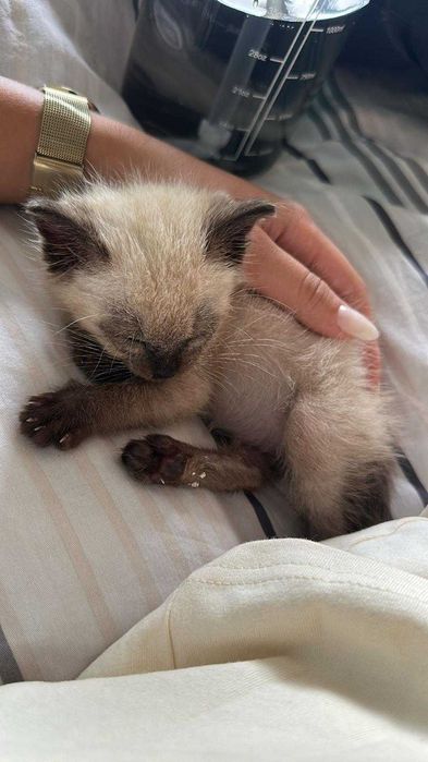 Gatinho bebé para adoção responsável