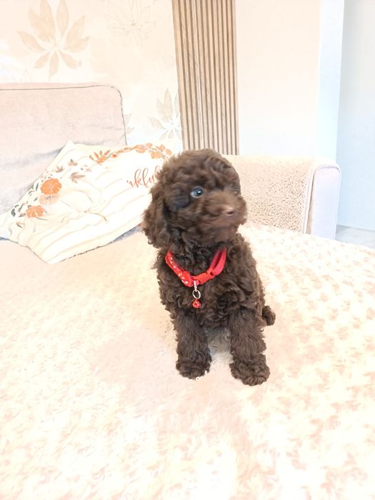 Pudel czekoladowy piesek miniaturka