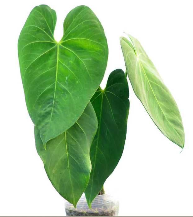 Anthurium marmoratum