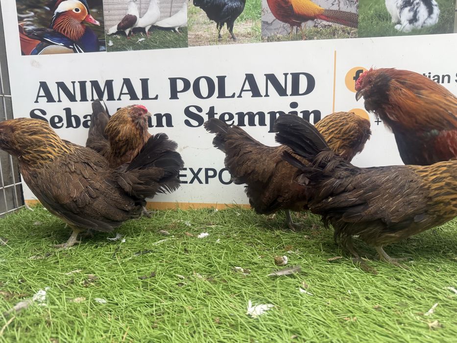 KURY. Brodacz antwerpski.  Brodacze. Możliwy transport