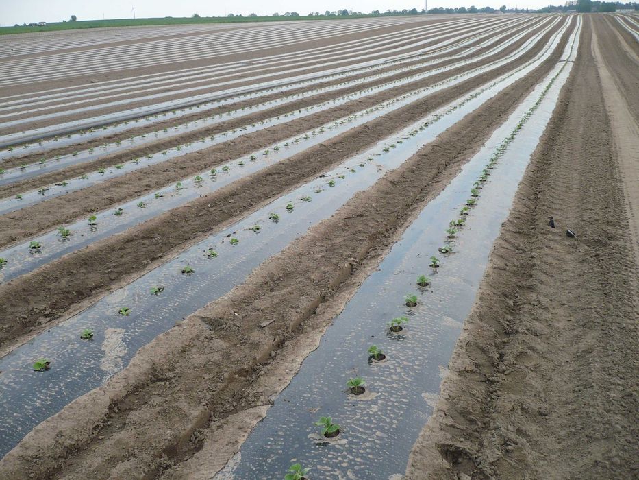 Folia do ściółkowania 1x1000m ściółkująca czarna pod ogórki dynie