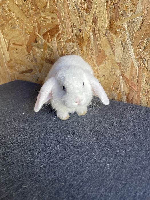 Sprzedam dwie samiczki mini lop