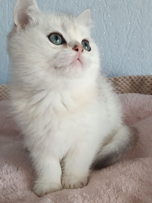 Кому таке пухнасте щастячко