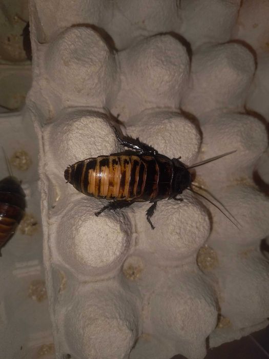 Karaczany Madagaskarskie 5-6 cm 35 szt+ Heat Pack gratis