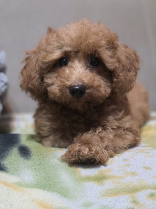 Maltipoo f1 pies szczenię do odbioru z metryką