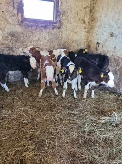 Byczki i Jałóweczki mięsne Polskie