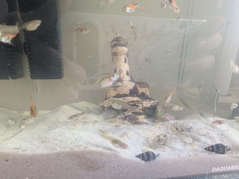 Sprzedam rybki gupiki pawie oczko