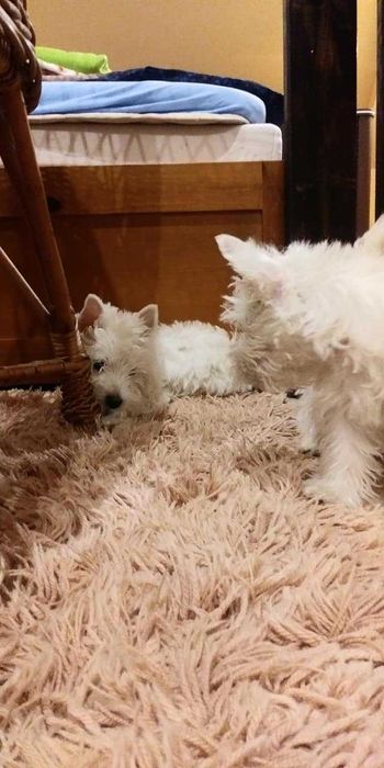 West Highland White Terrier-wolny piesek
