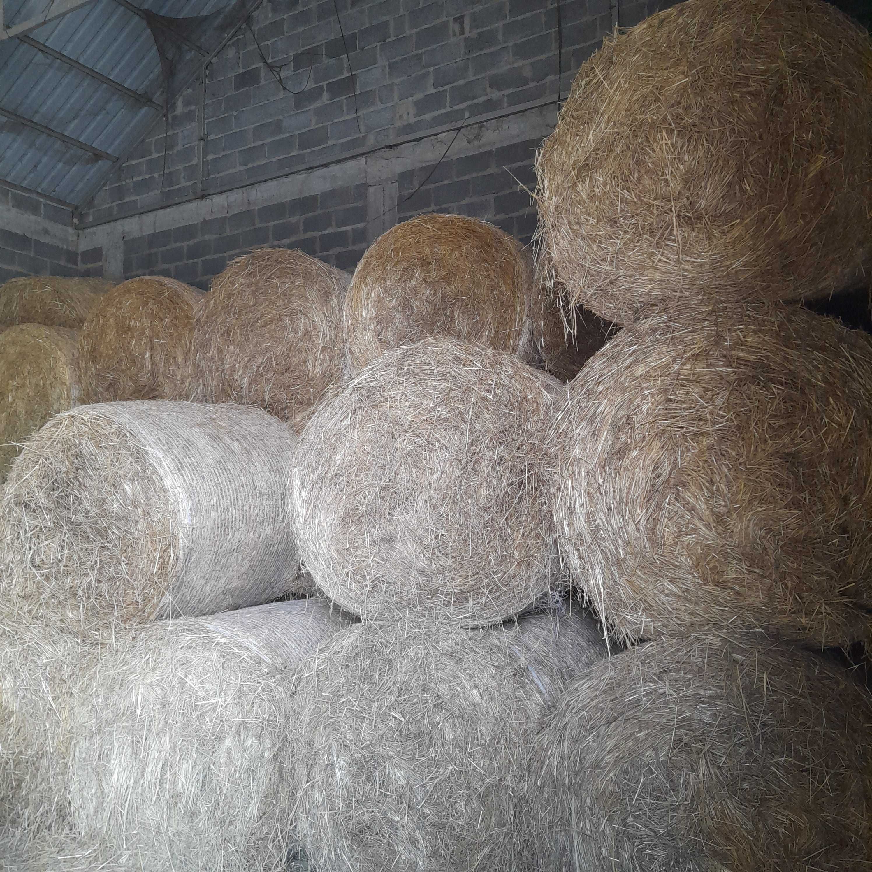 Siano 120x120 w belach ostatnie sztuki w tym sezonie