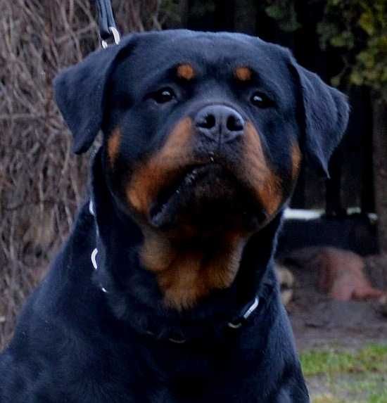 Rottweiler, szczenię, chłopak, metryka ZKwP