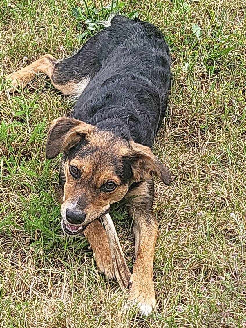 9 miesięcy, 10 kg, Lusia, adopcja za darmo oddam