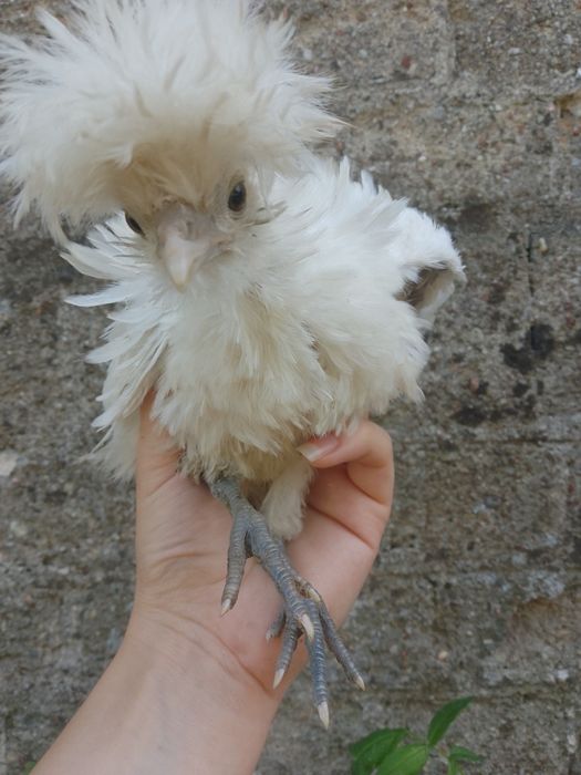 Kury kurczaki jajka silki usa czubatki lokowane chabo serama srebrytka