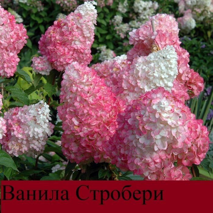 Гортензия-60грн.