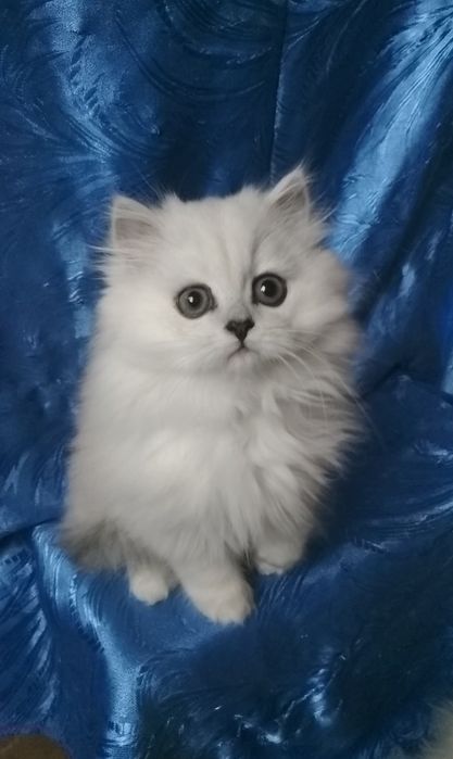 Серебристый белый пепельный шиншилла