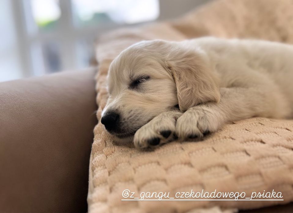 Golden retriever szczeniak suczka biszkoptowa