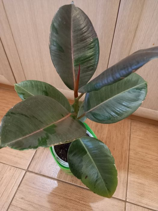 Фикус Пинк Камуфляж