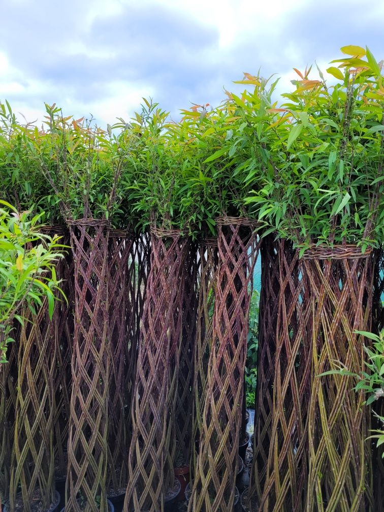 Wierzba pleciona American salix! 110cm!