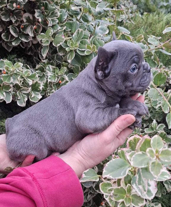 Нереальні дівчатка