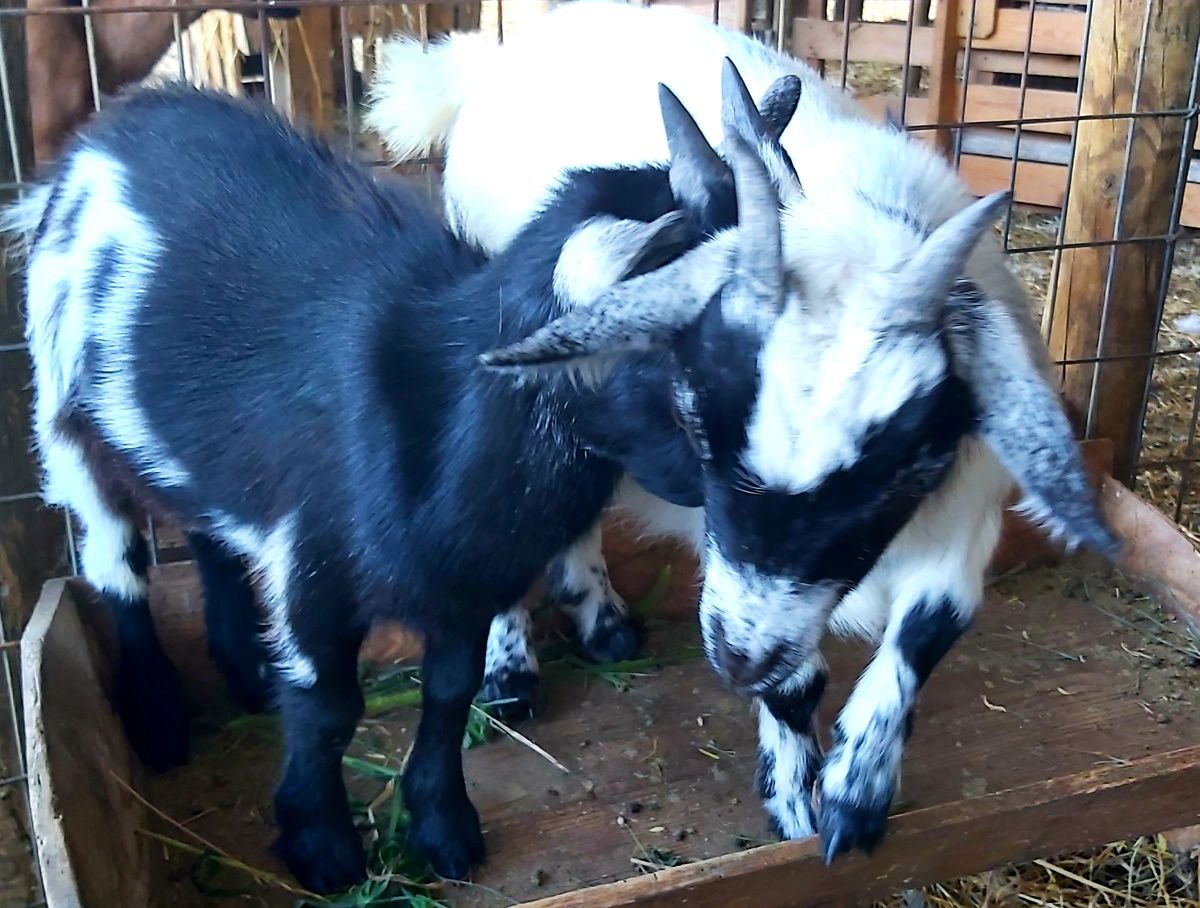 Cabras Micro Anãs - Linhagem Francesa (30 a 40cm)