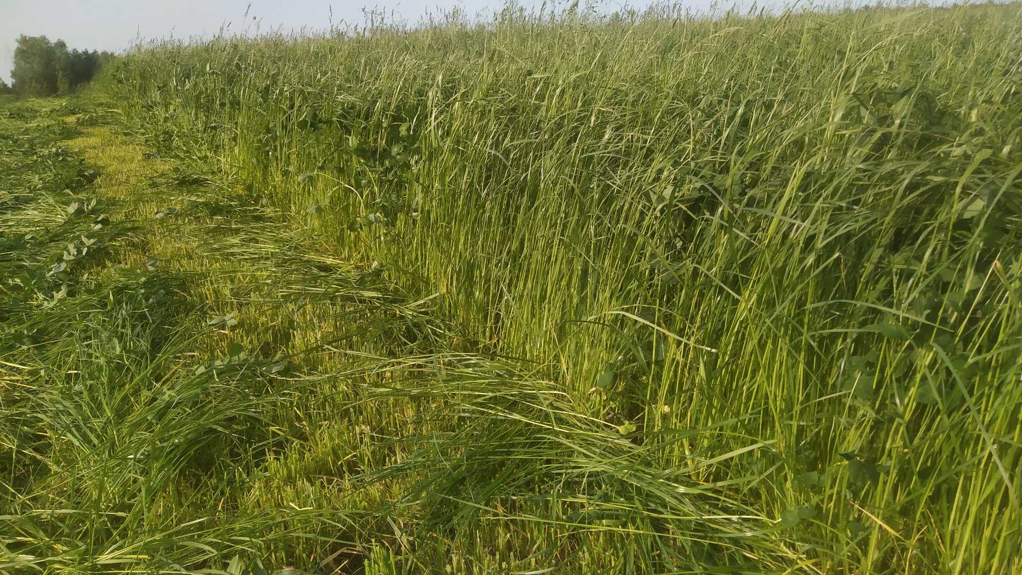 5 kg TANIE siano słomkowe, szybka wysyłka, własna uprawa, dla królika