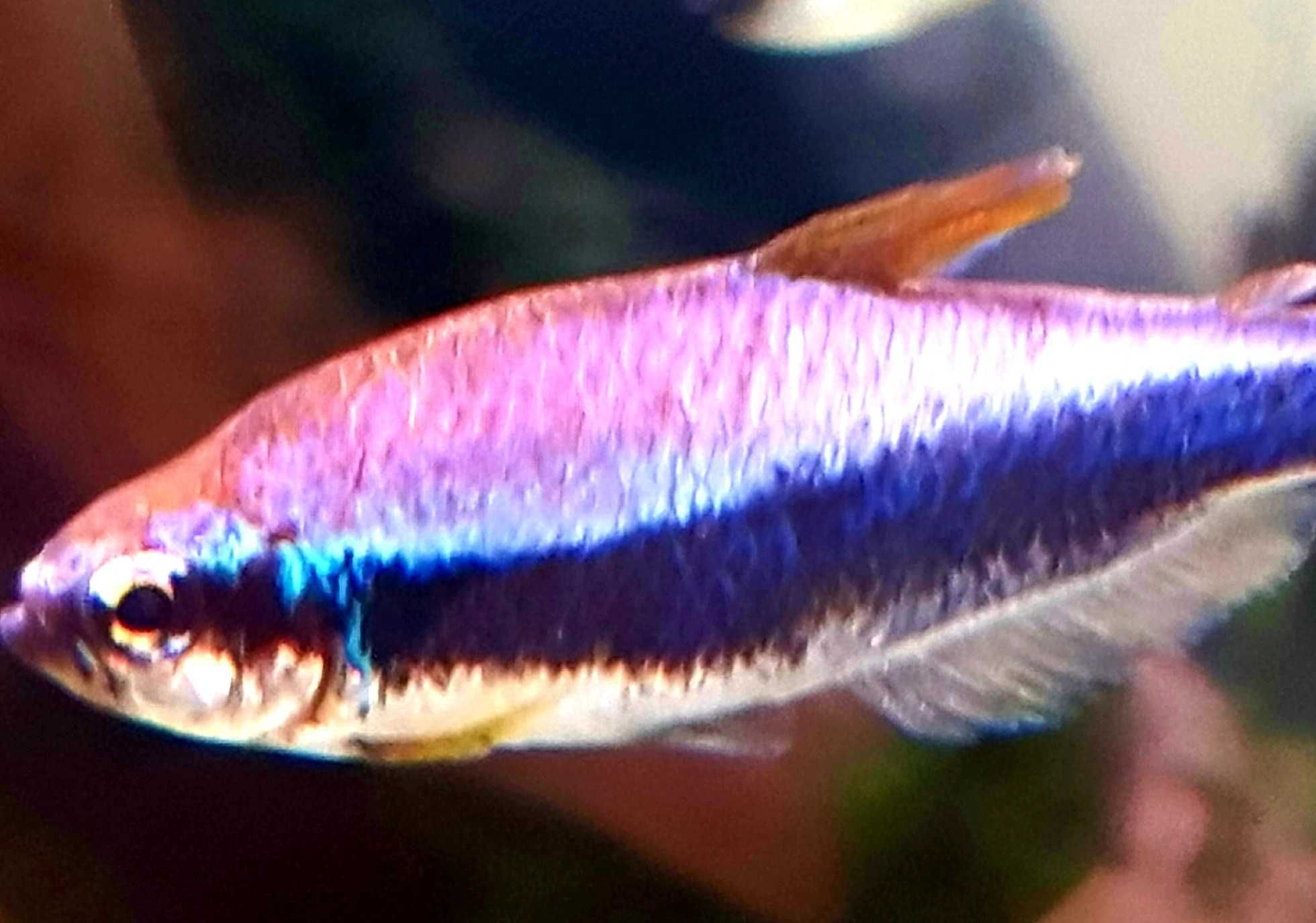 Tetra Kerri neon fioletowy