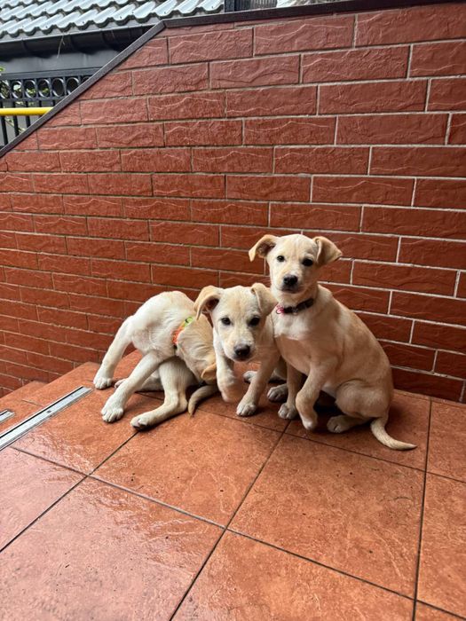 Цуценята дівчата безкоштвно ( метіс лабрадора)