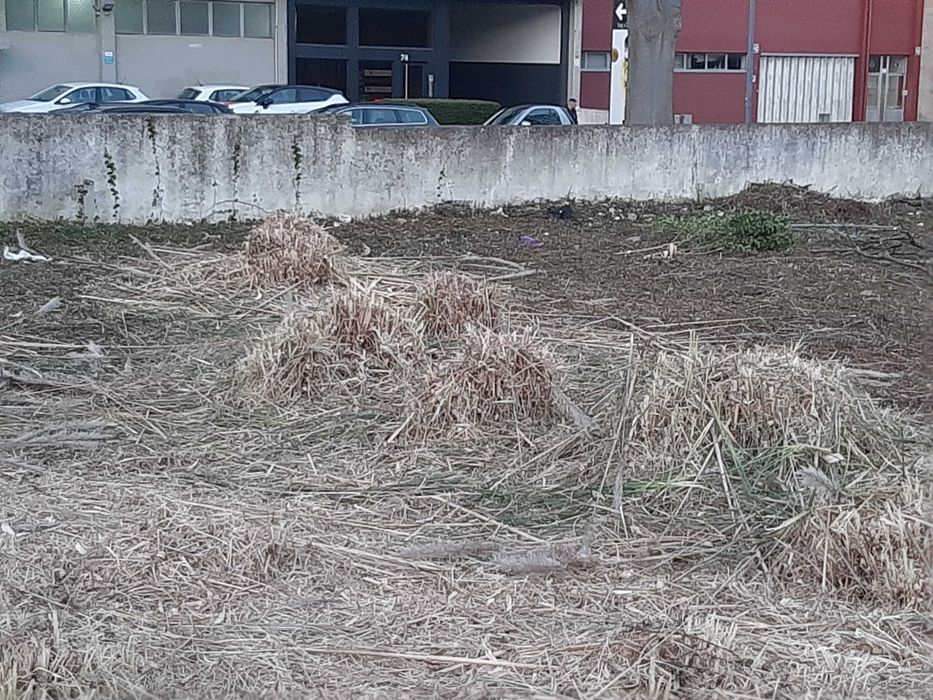 Limpeza de terrenos