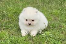 Sunia Szpic miniaturowy pomeranian