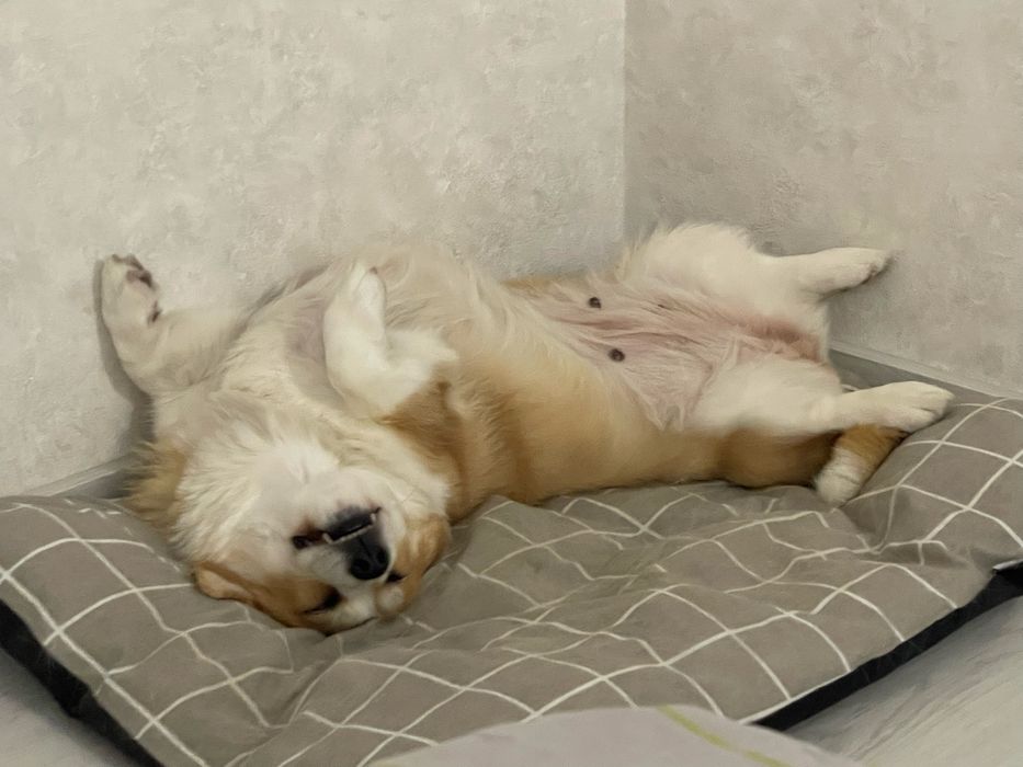 Дівчинка коргі шукає родину