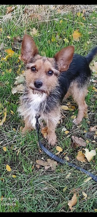 Мальчишка в семью