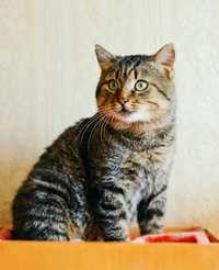 Агрус-пухнаста пампушка у пошуках дому.кіт кішка котик кошеня кот