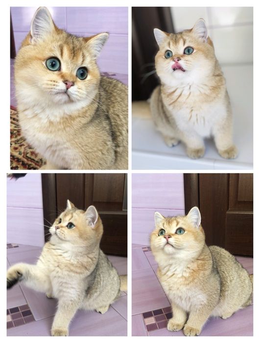 Золотой шотландский красавчик Золотые шиншиллы Питомник. Котята Украин