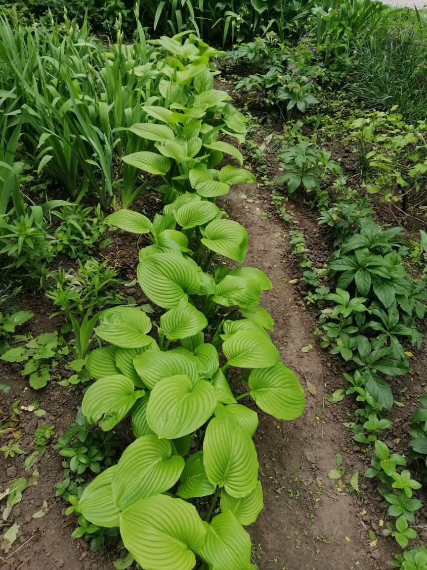 Хоста різних сортів, ожина крупна смачна