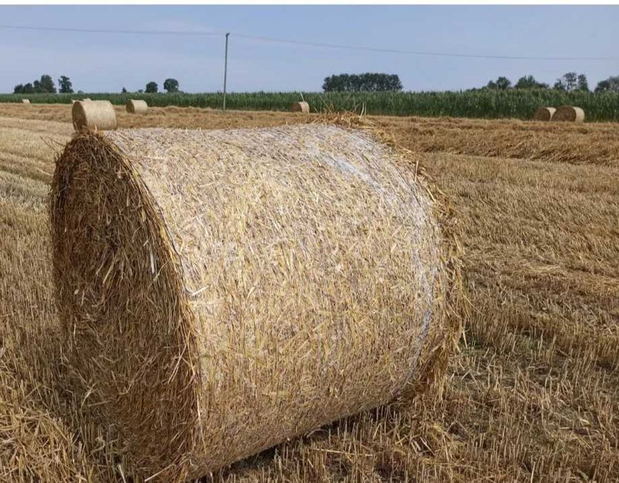 Sprzedam słomę pszenną w balotach.