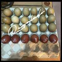 Olive Egger ovos para incubação