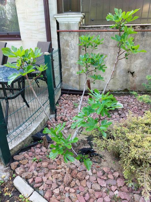 Сдам дом  Совиньон генератор 3 к евроремонт,место для авто можно живот