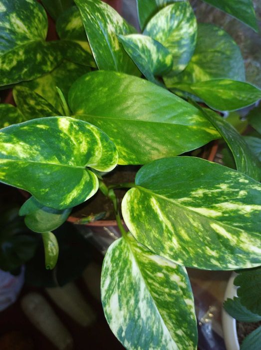 Глоксиния , фикус , колеус , каланхое и комнатные цветы