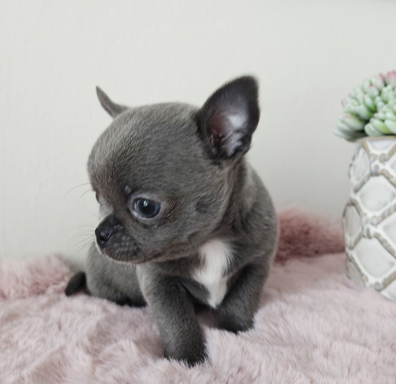 JENET gotowa do odbioru cudeńko suczka niebieska chihuahua