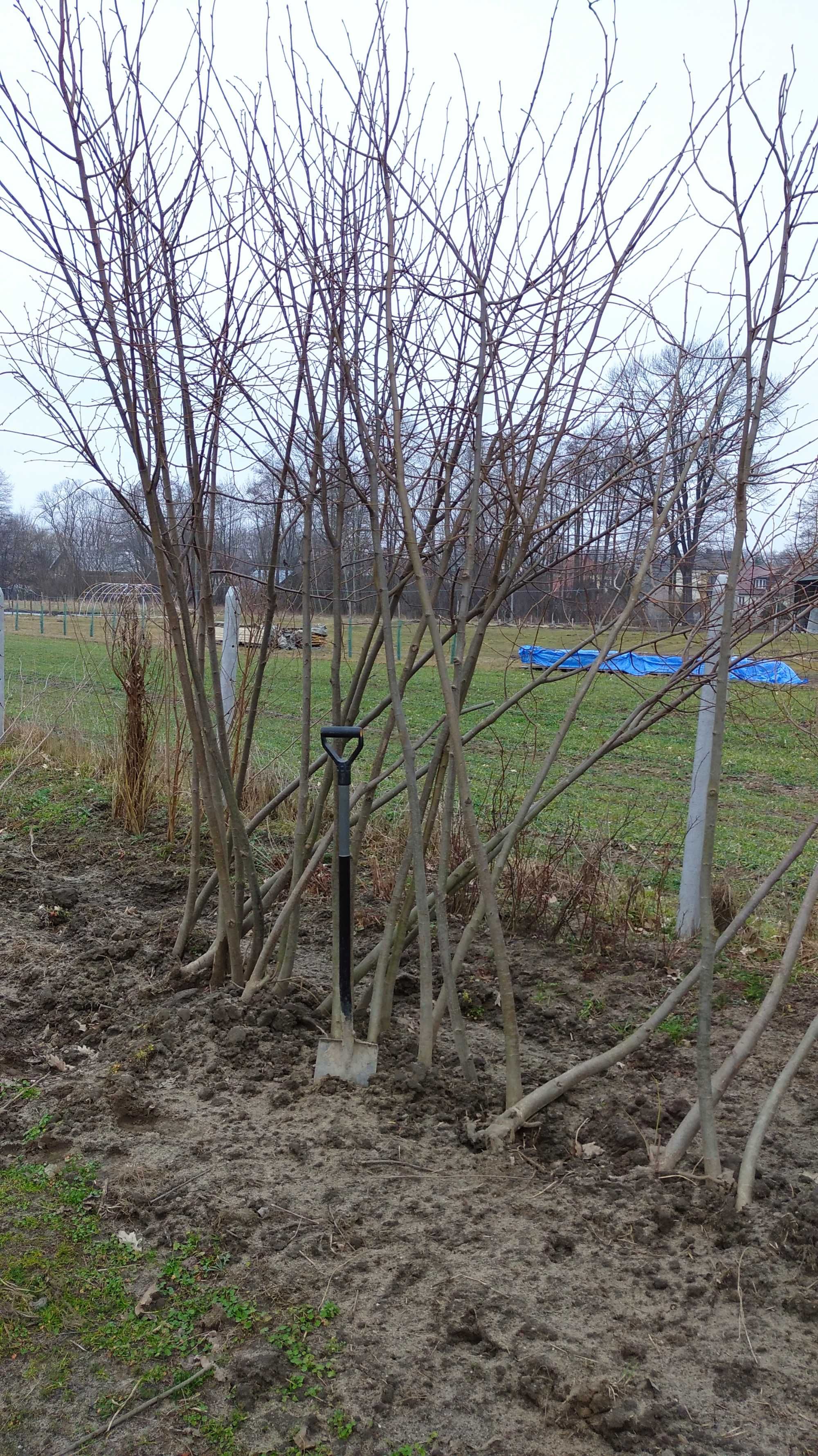 Lipa drobnolistna Sadzonki obw. pni 6-8,8-10,10-12,12-14,14-16 cm.Duże