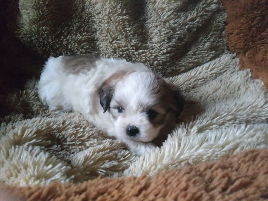 Продам щенка девочку