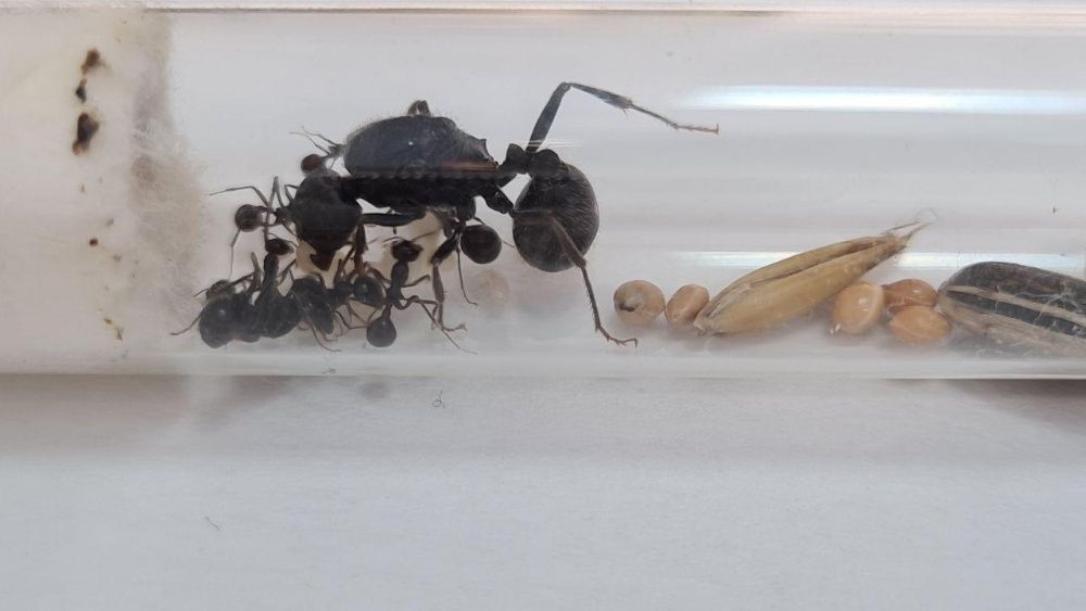 Messor Arenarius Kolonia Mrówek do Hodowli w Formikarium