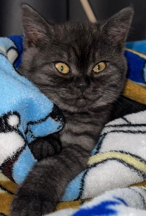 Британские котята черний дым. Британскі кошеня з димним забарвленням