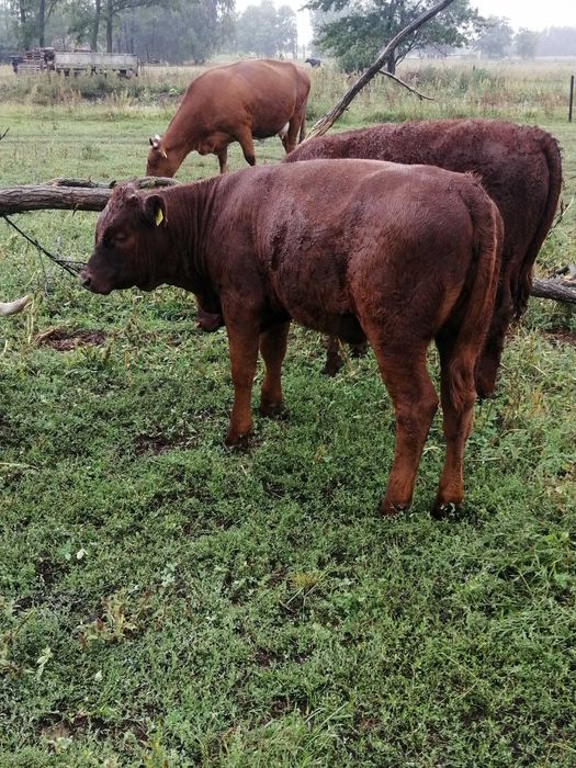 Odsadki mięsne sprzedam