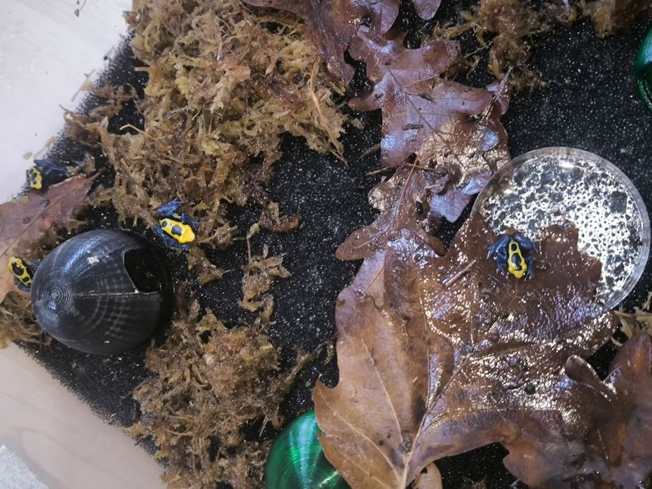 Dendrobates Tinctorius Nominat młode żabki drzewołazy tropikalne