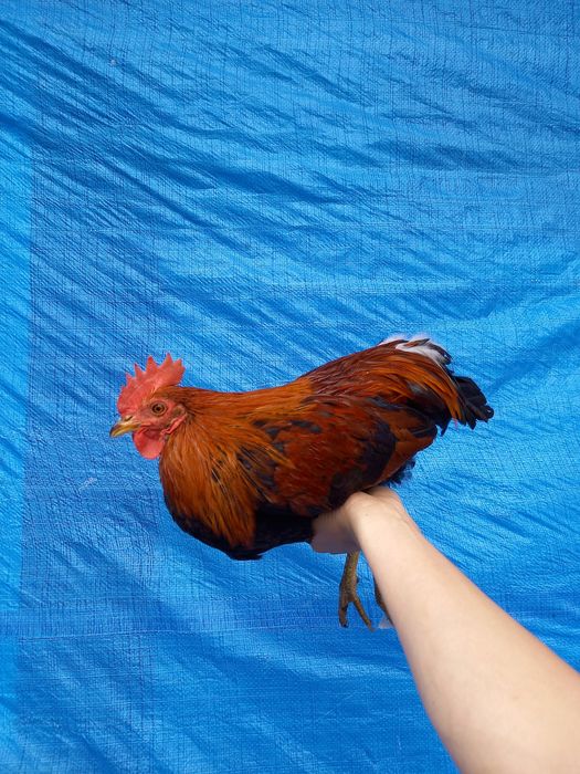 Kury zielonózki, Kogut ,koguty mix kogut zielononóżka