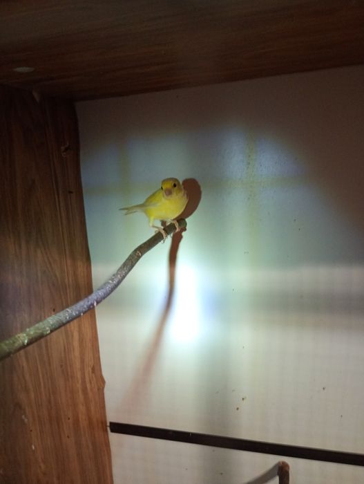 Продам клітку для канарейки