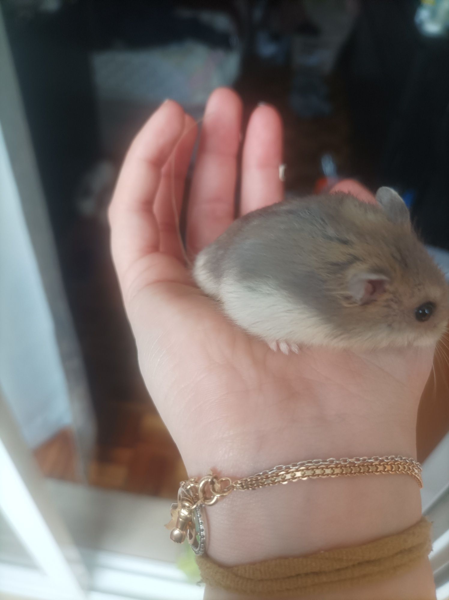 Hamsters russos bebés