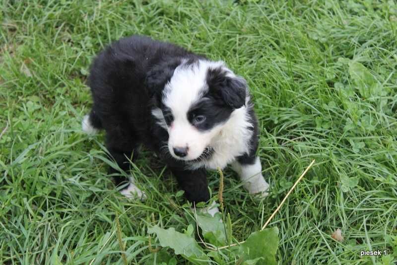 Border Collie - sprzedam slicznego pieska