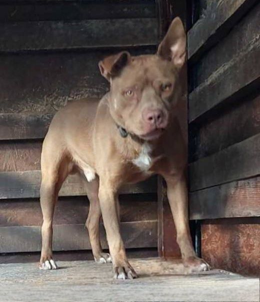 Отдам даром в добрые руки собаку породы питбультерьер